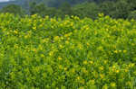 Bushy St. Johnswort